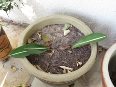 Hippeastrum reticulatum striatifolium