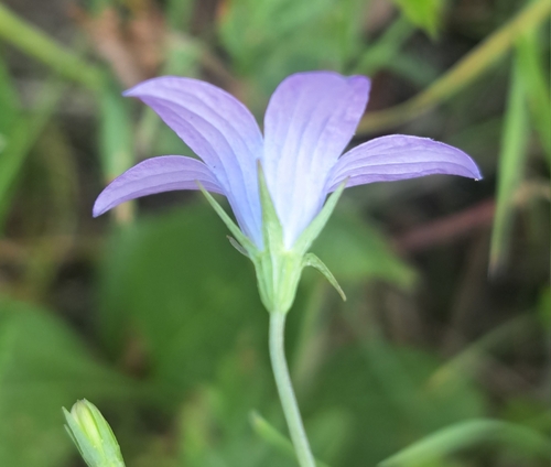 Rampion