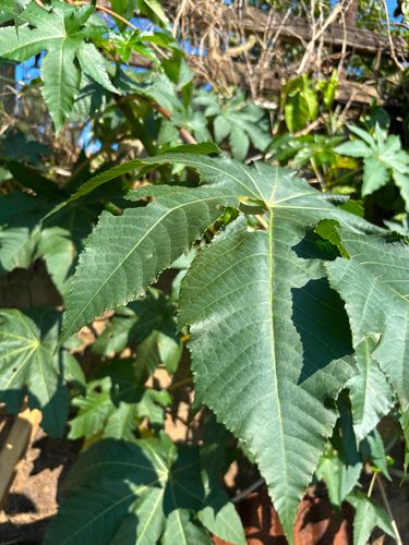 castor bean