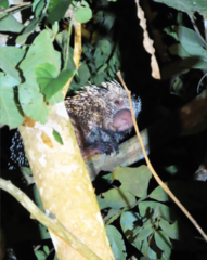 Coendou longicaudatus