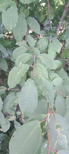 Phyllocoptes eupadi