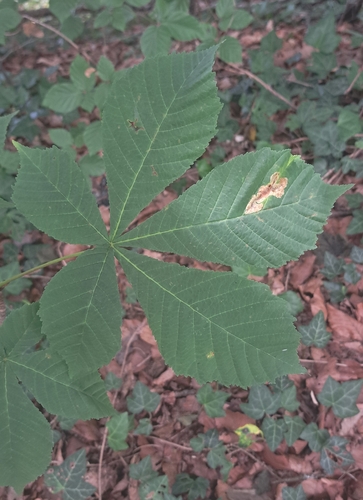 Horse-chestnut Leafminer