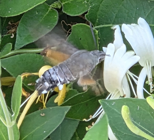 Eurasian Hummingbird Hawkmoth