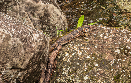 Varanus dumerilii observed 2026-06-19