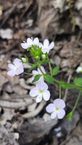 Veronica peduncularis, photograph 6