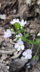 Veronica peduncularis, photograph (c) Andrew Bazdyrev, some rights reserved (CC BY)