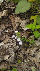 Veronica peduncularis, photograph (c) Andrew Bazdyrev, some rights reserved (CC BY)