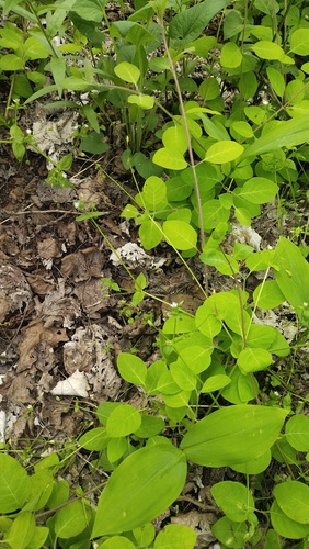 Stellaria neglecta, photograph 2