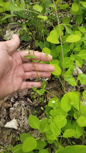 Stellaria neglecta, photograph 3