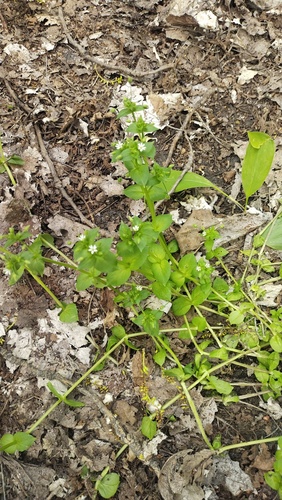 Stellaria neglecta, photograph 1