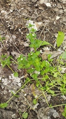 Stellaria neglecta