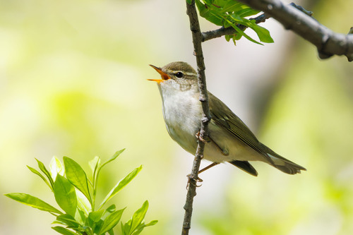 Kamchatka Leaf Warbler (Phylloscopus examinandus), photo 3