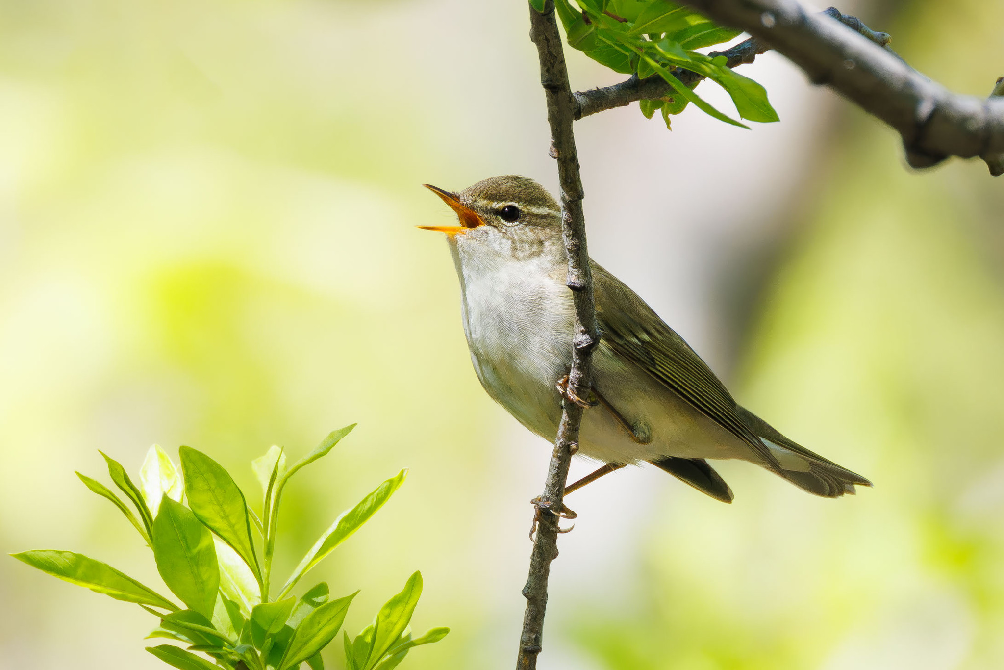 Kamchatka Leaf Warbler (Phylloscopus examinandus), photo 3