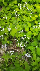 Veronica peduncularis, photograph (c) Andrew Bazdyrev, some rights reserved (CC BY)