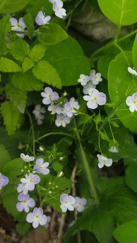 Veronica peduncularis, photograph 4