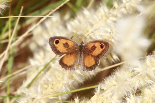 Southern Gatekeeper