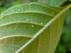 Bemisia argentifolii