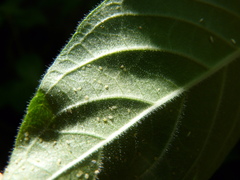 Bemisia argentifolii