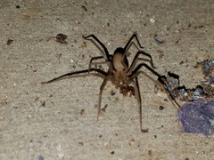 Loxosceles reclusa