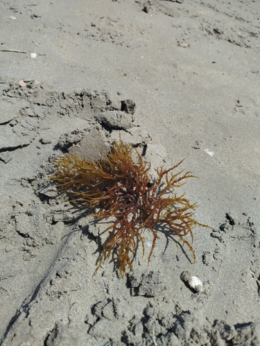 Cystoseira compressa observed 2026-06-22
