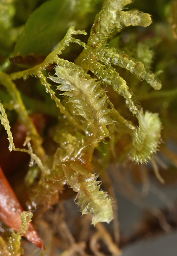 Cryptolophocolea leucophylla