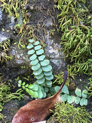 Asplenium resiliens