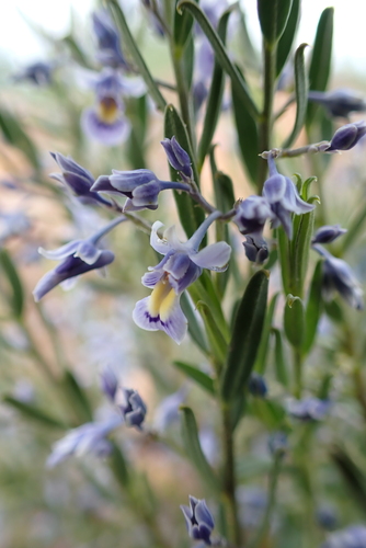 Shrub Violet