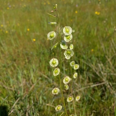 Thysanocarpus radians