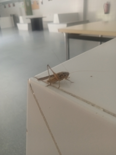 Brown-spotted Bush-cricket