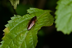 Hemithyrsocera silbergliedi