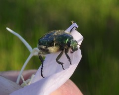 Trichiotinus lunulatus