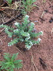 Cryptantha crassisepala crassisepala