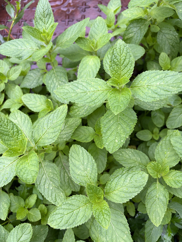 spearmint