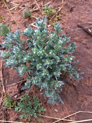 Cryptantha minima