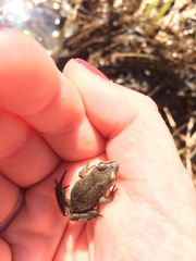 Pseudacris triseriata