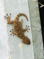 Ptyodactylus puiseuxi