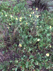 Oenothera grandis