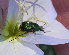 Trichiotinus lunulatus