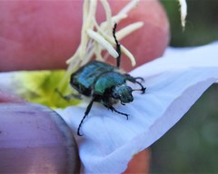 Trichiotinus lunulatus