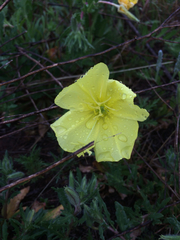 Oenothera grandis