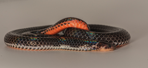 Two-colored Dwarf Snake