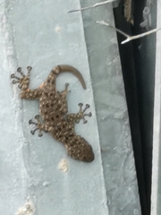 Ptyodactylus puiseuxi