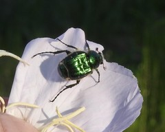 Trichiotinus lunulatus