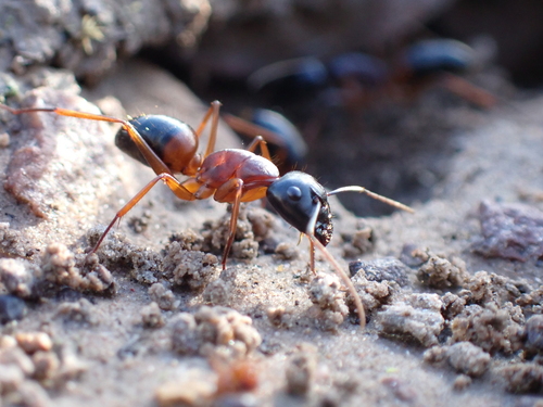 Banded Sugar Ant