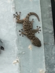 Ptyodactylus puiseuxi