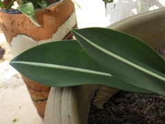 Hippeastrum reticulatum striatifolium