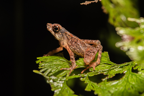 Hourglass Toad