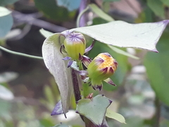 Senecio quinquelobus