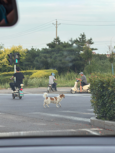 Domestic Dog