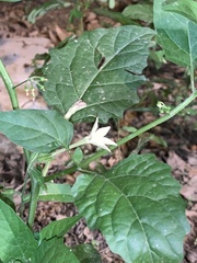 Solanaceae